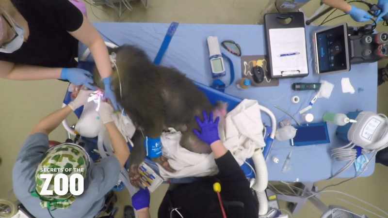 Dr. Katie: Dr. Berning is working on removing