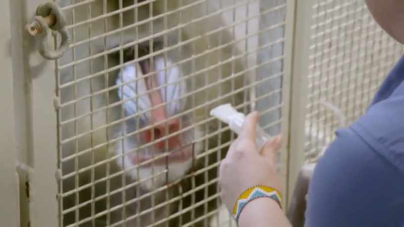 Dr. Katie: He's like, 