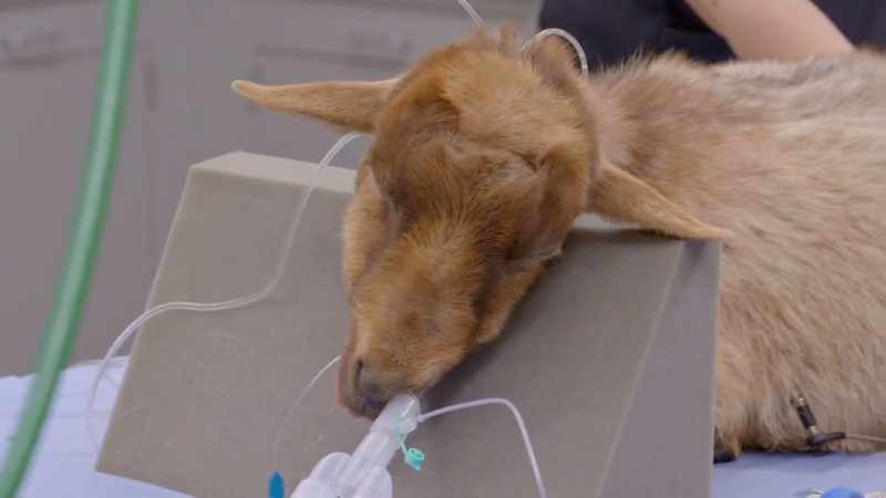 Dr. Katie: While keiko wakes up