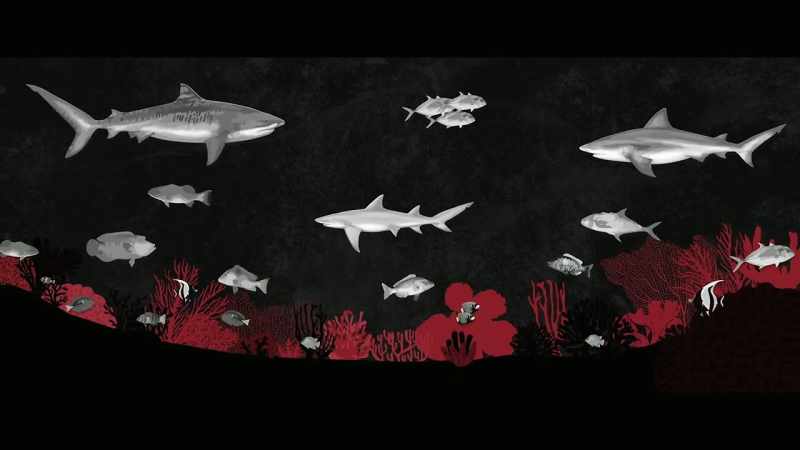 [Dr. Leonardo] If we take out the sharks