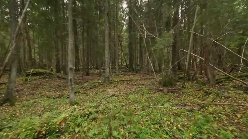 [Dr. Lynette] This forest cover is hiding