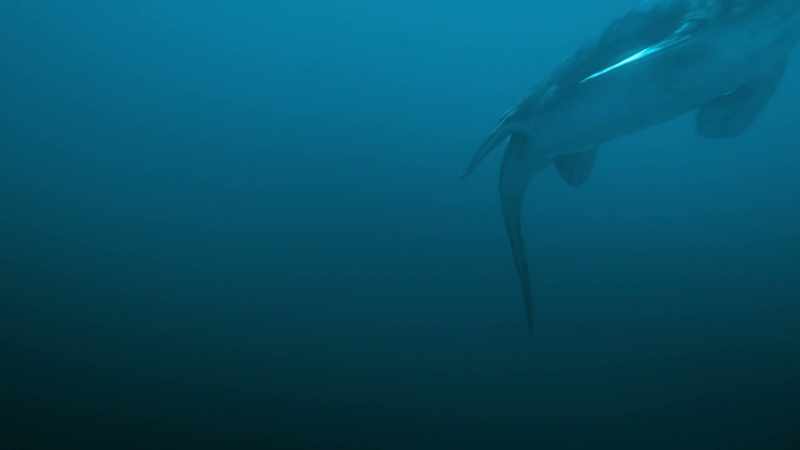 [Dr. Michael Habib] Mosasaurs were seagoing lizards