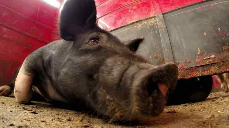 Dr. Pol did do a good job today
