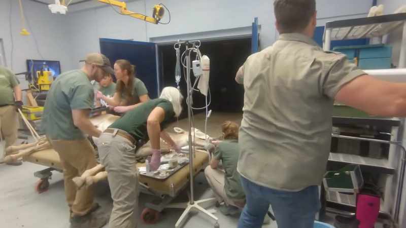 Dr. Priscilla: Anytime an equid species is having problems