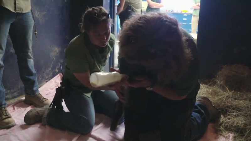Dr. Priscilla: Patty, do these guys tend to take quickly