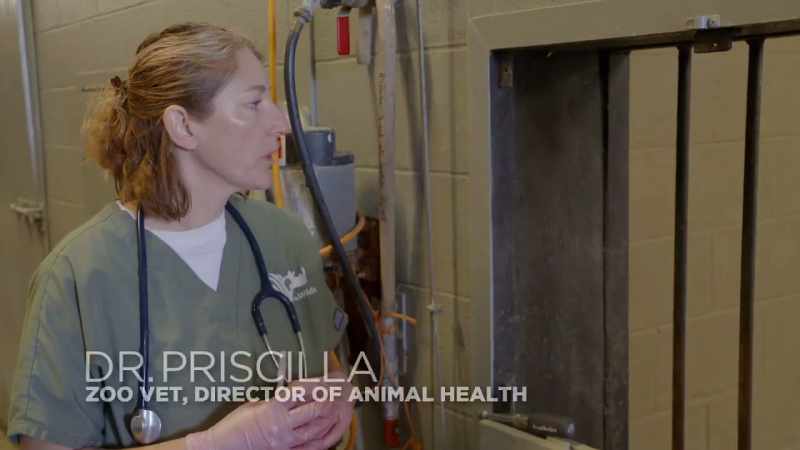 Dr. Priscilla: We're about to do