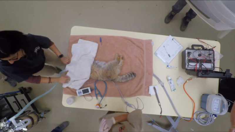 Dr. Priya: Hopefully, we get a really good sample