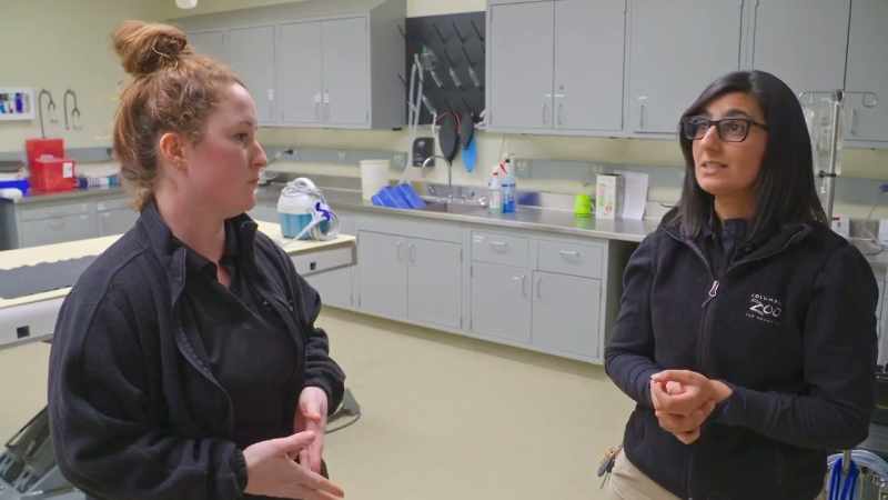 Dr. Priya: She seems to be able to get around easily enough