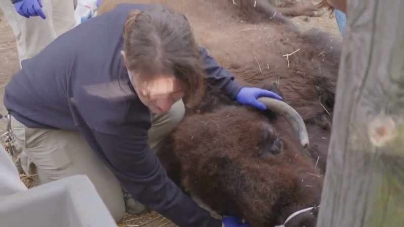 Dr. Randy: It's touching the hair