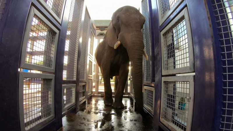 DR. RYAN: Elephants are a little challenging