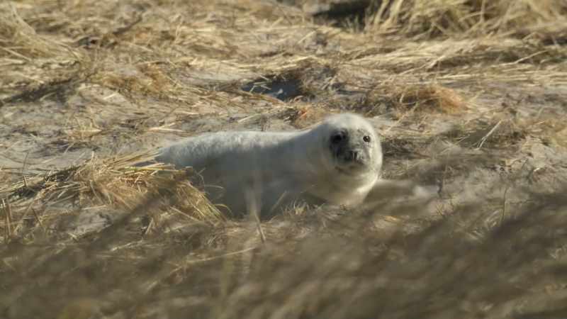 Draagt eigenlijk bij aan het strandgras