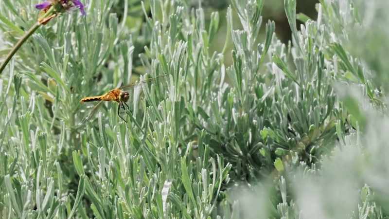 Dragonflies evolved 300 million years ago