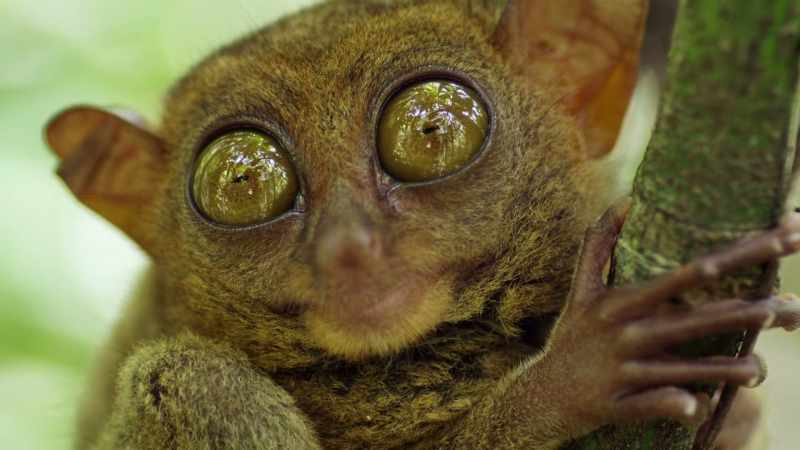 [ Dramatic music plays ]