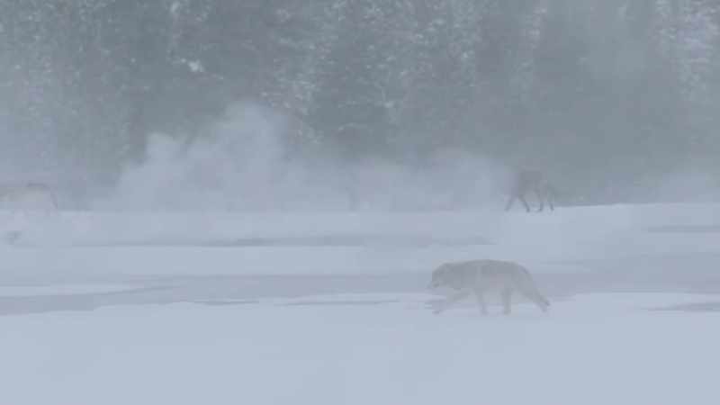 Drawn here by the growing numbers of bison