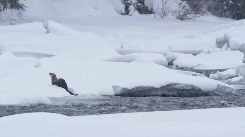 Drifts swallow distress calls