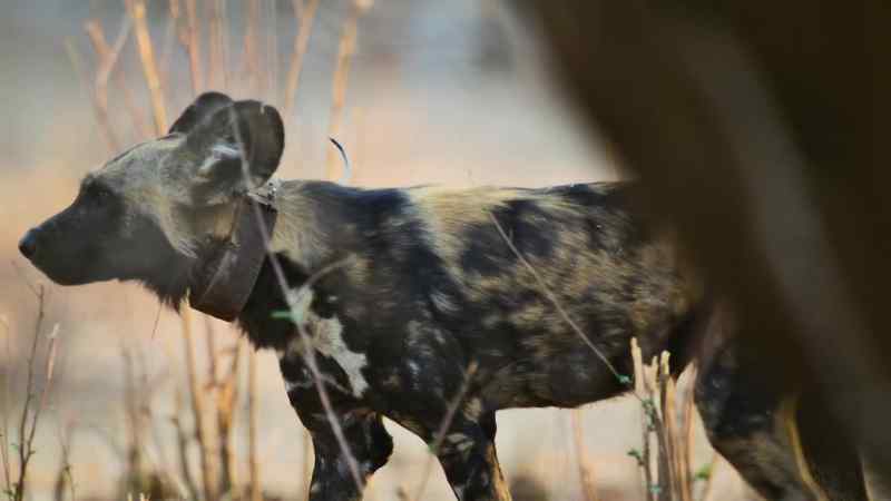Driven by hunger, Ghost's dad, Sarge