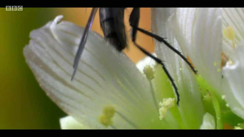Driving around, we don't have moths, butterflies, bees