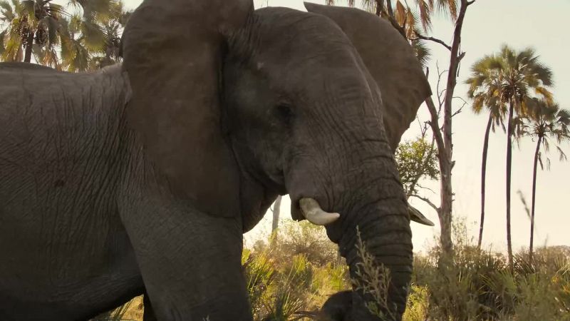 Dry grass is not enough to sustain an elephant