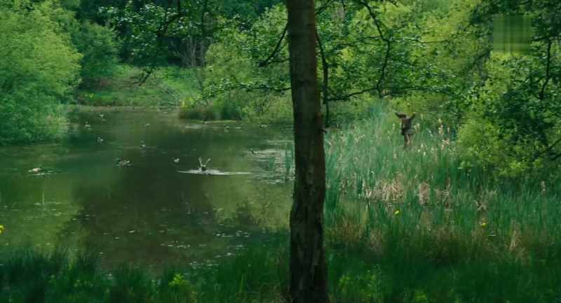 Duck! Duck, duck! - (ducks quacking)