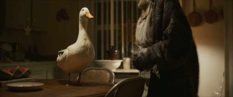 [duck quacks]
