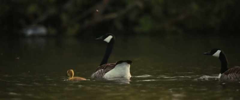 (DUCK QUACKS)