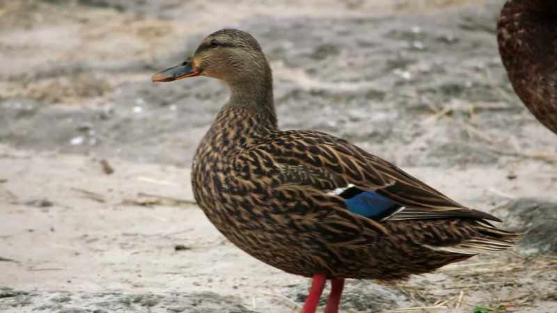 (DUCKS QUACKING)