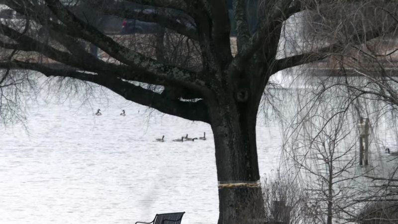 (ducks squawking)