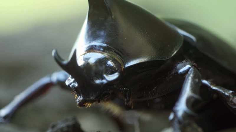 Dude, in Asia, sometimes these guys are kept as pets