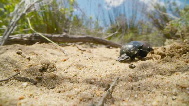 Dung beetles always bury dung balls at the same depth