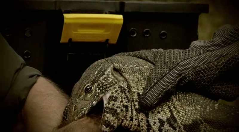 Duration, that venom from the lower jaw