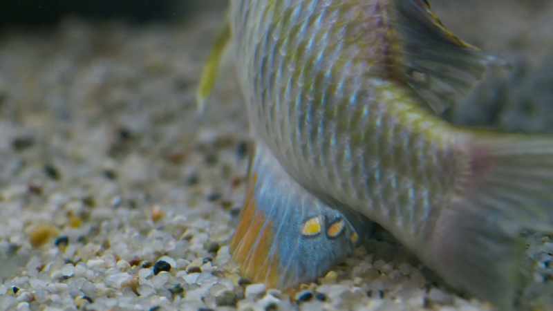 During spawning, her mate flashes his yellow tail spots