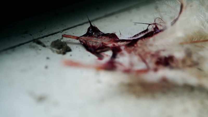 During his stay, he was also found with two dead birds