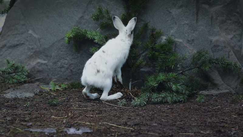 During the time, the hare is 10% more likely