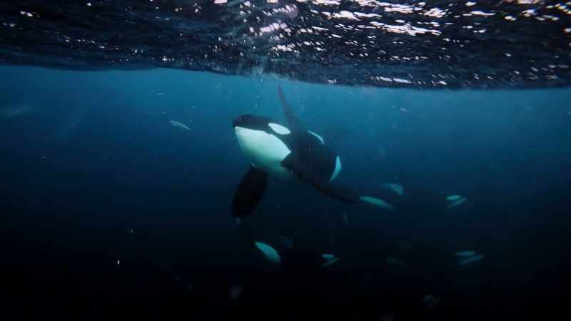 DWAYNE: ...so the orca can just scoop them up