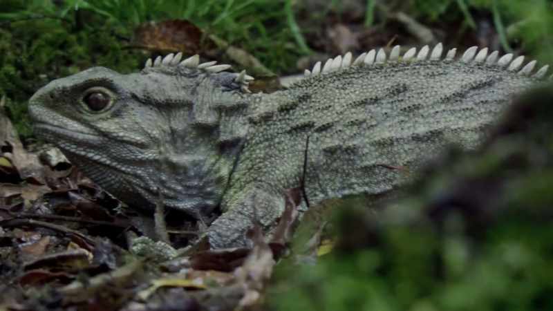 Each has a unique reptile survivor