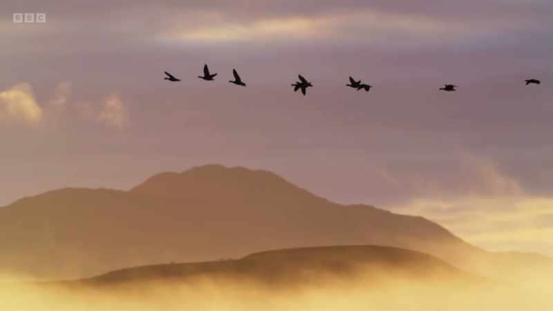 Each autumn, around 30,000 barnacle geese arrive