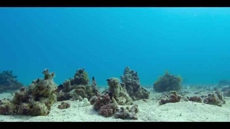 Each blenny adds their own dance moves