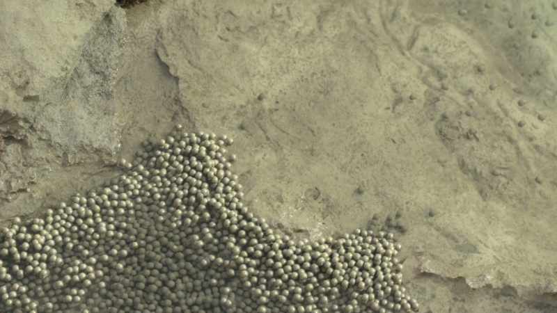 Each is carried along on this tiny living tide