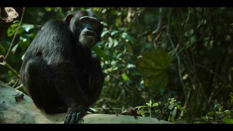 Each chimp needs to weigh it up
