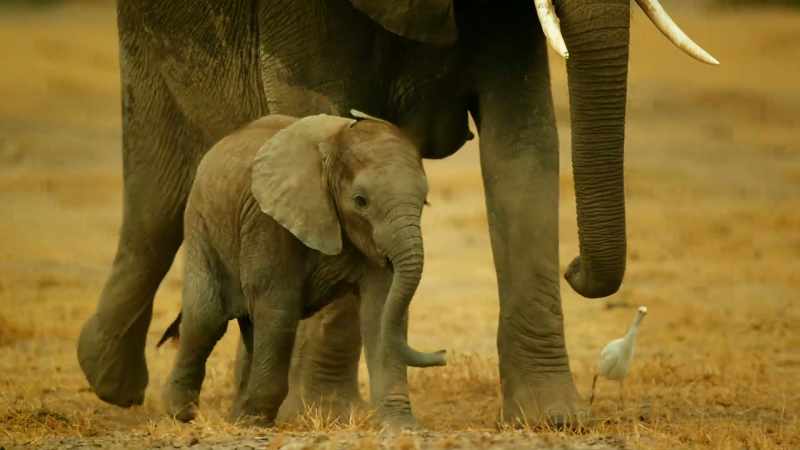 Each day, Nalla leads her family here to drink and wallow