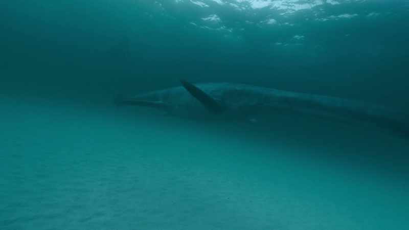 Each day, the elasmosaurs must venture into deeper water