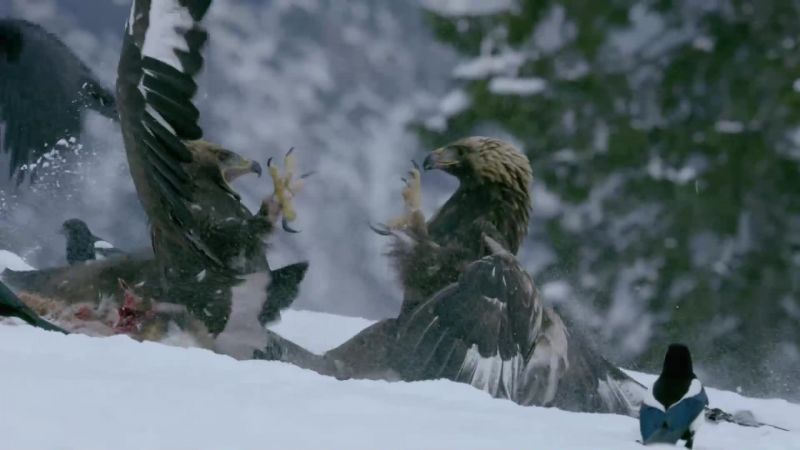 Each eagle is armed with two inch talons
