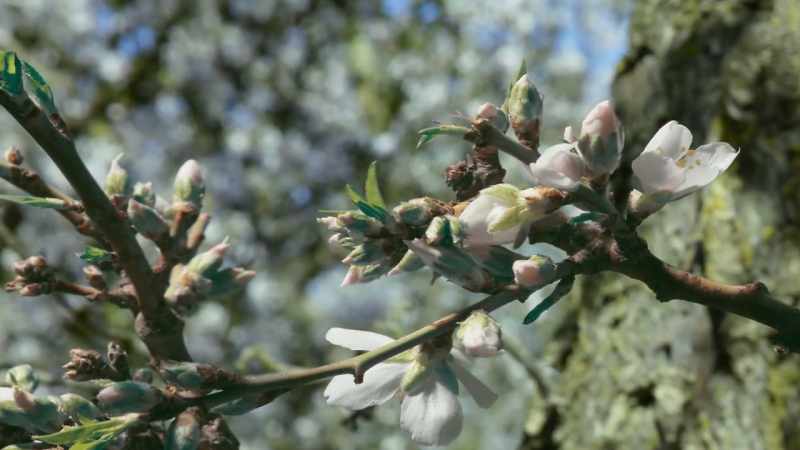Each flower, if it's fertilised by pollen