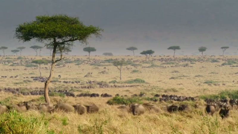 Each June, over a million wildebeest and zebra
