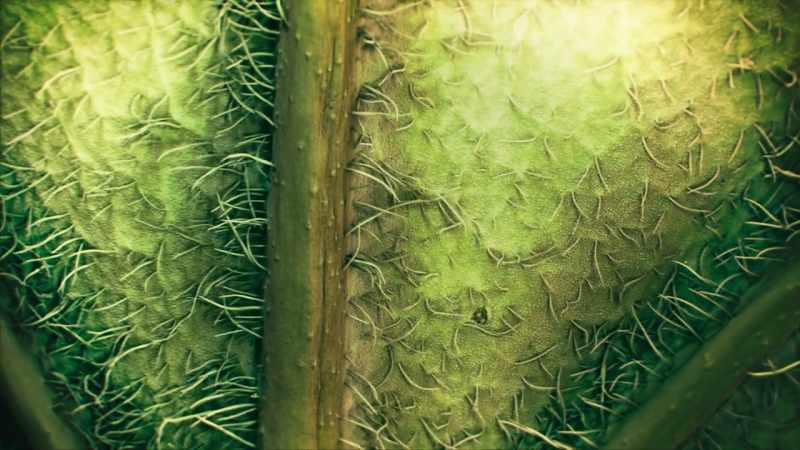 Each leaf is covered by millions of microscopic pores