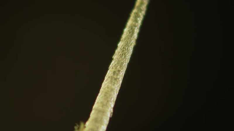 Each is like a splinter of glass