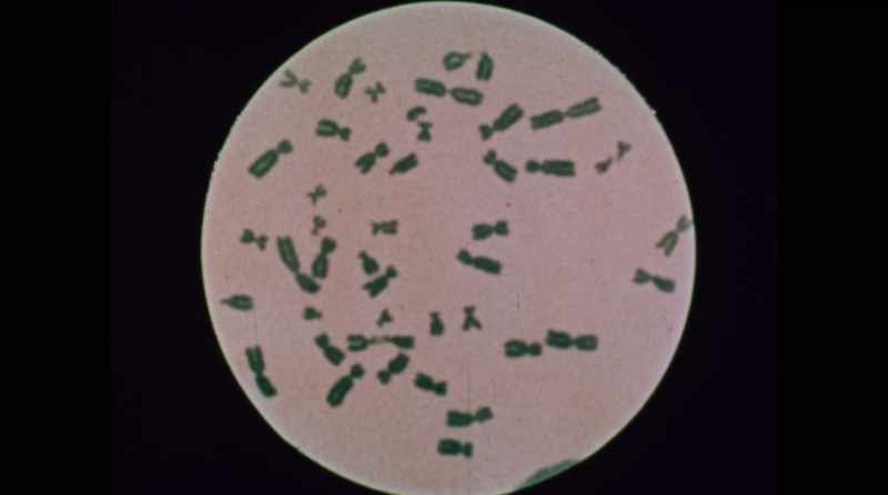 Each living thing has its unique DNA