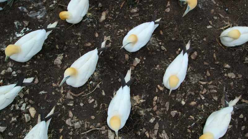Each nest