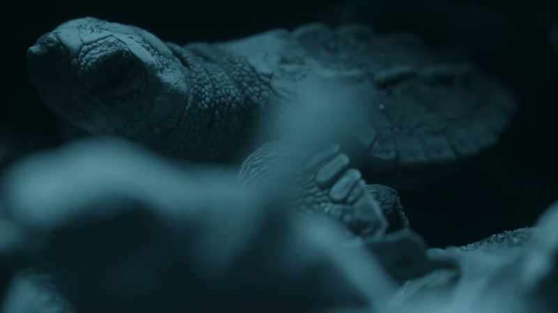 Each of these baby hatchlings is driven by instinct