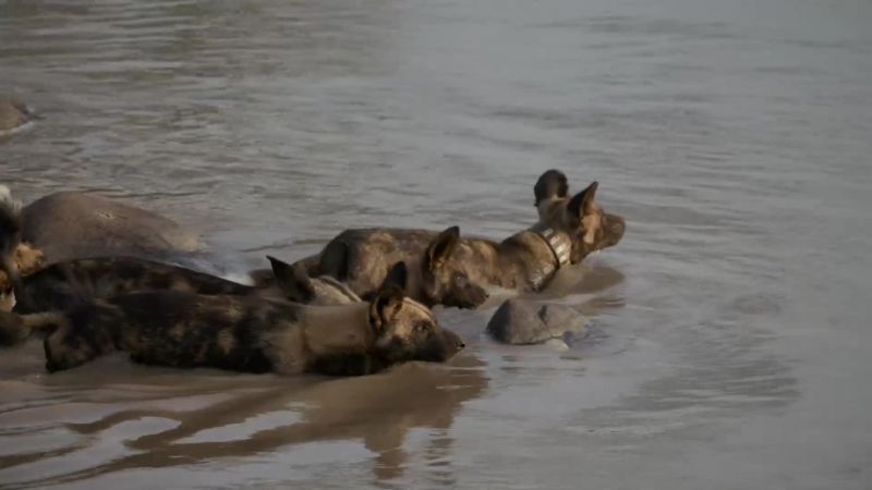 Each puppy is carefully chaperoned across